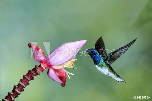 Picture of White-necked Jacobin Hummingbird and flower